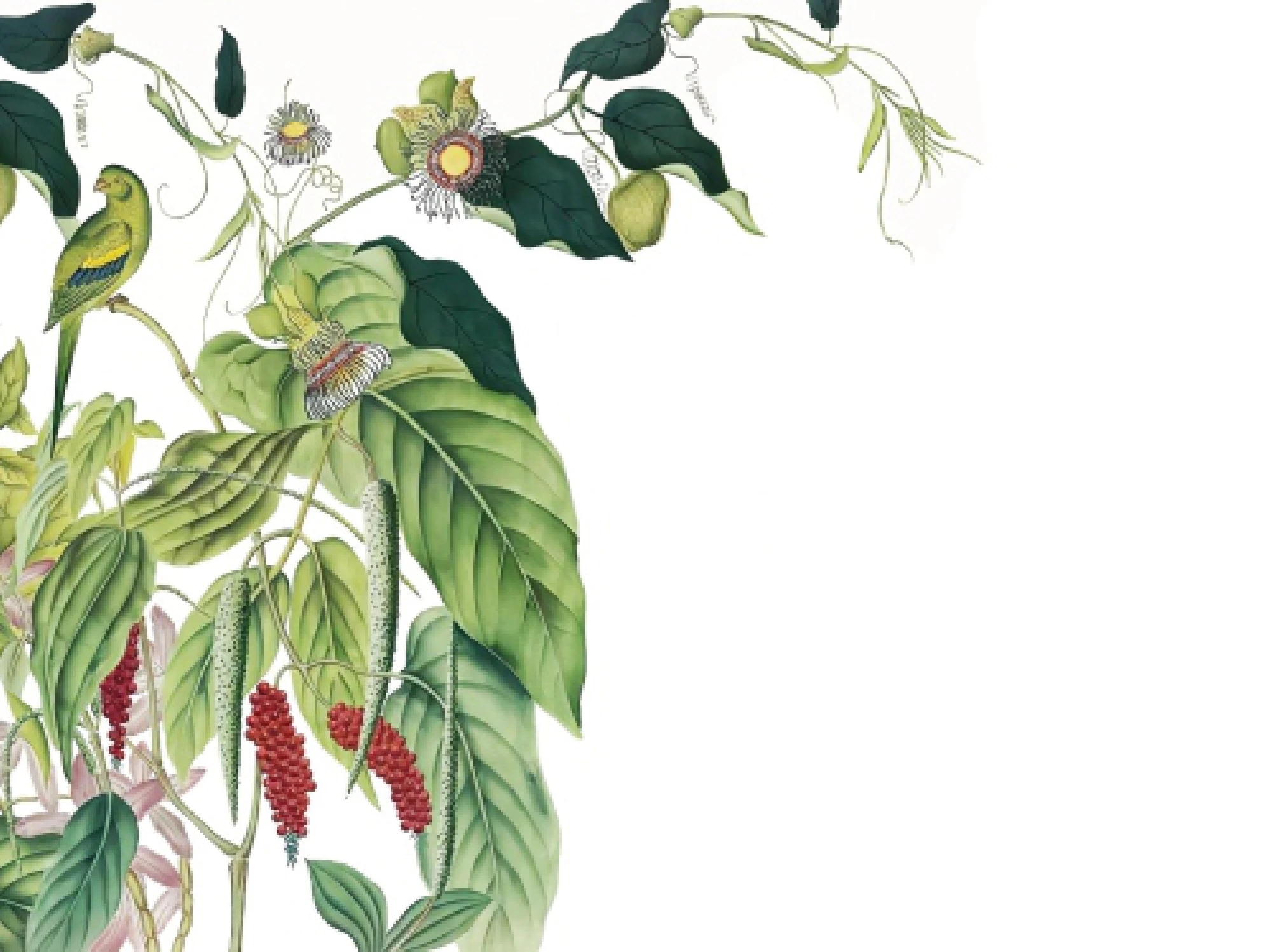 Birdsong Botanica